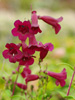 Penstemon 'Rich Ruby'